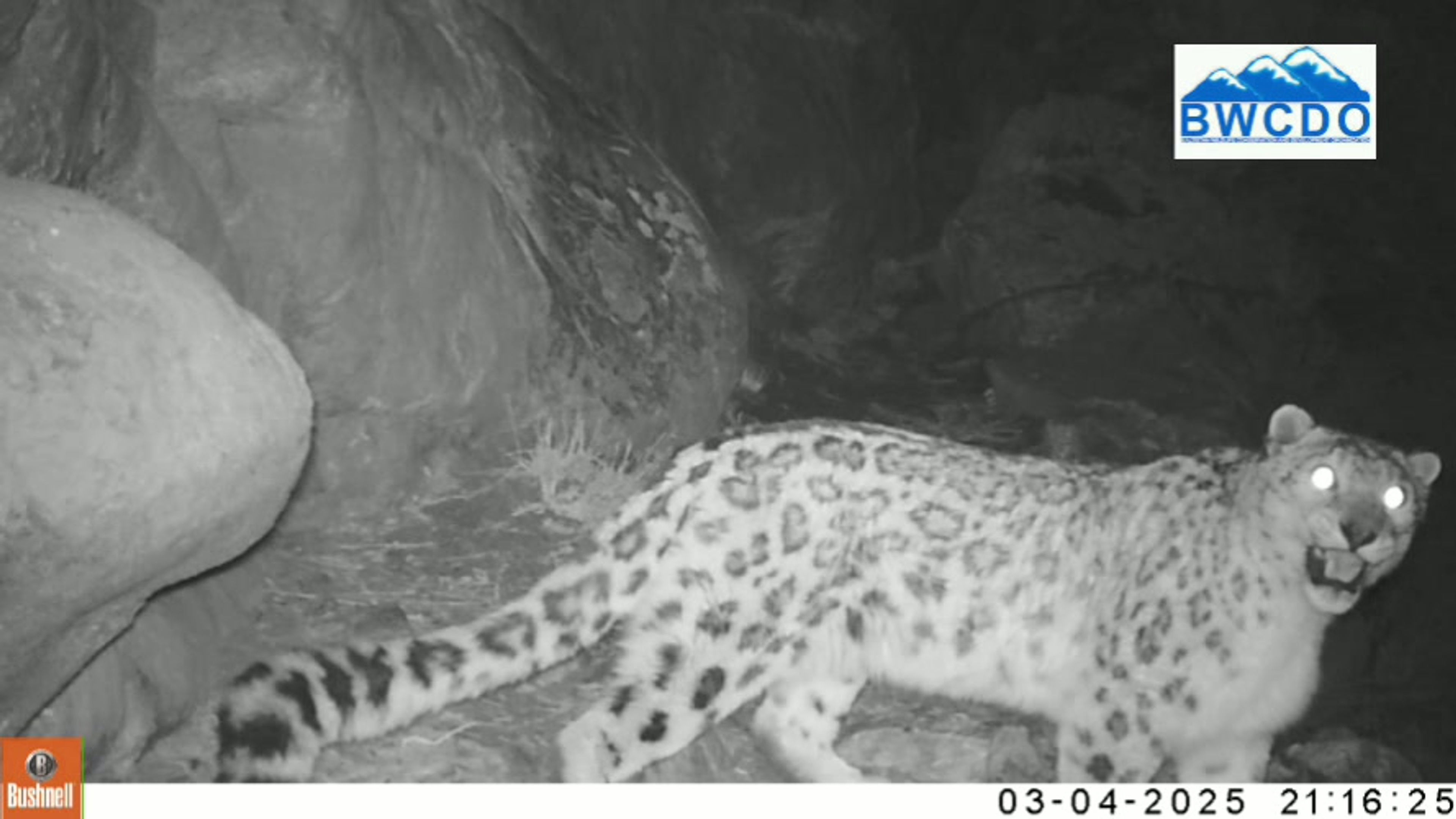 Snow Leopards on the prowl!